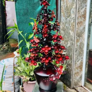 binh-hoa-mai-G5636-2 Bình Hoa Mai Gỗ Trắc Ta Đỏ Đen Hàng Kỹ Nét G5636