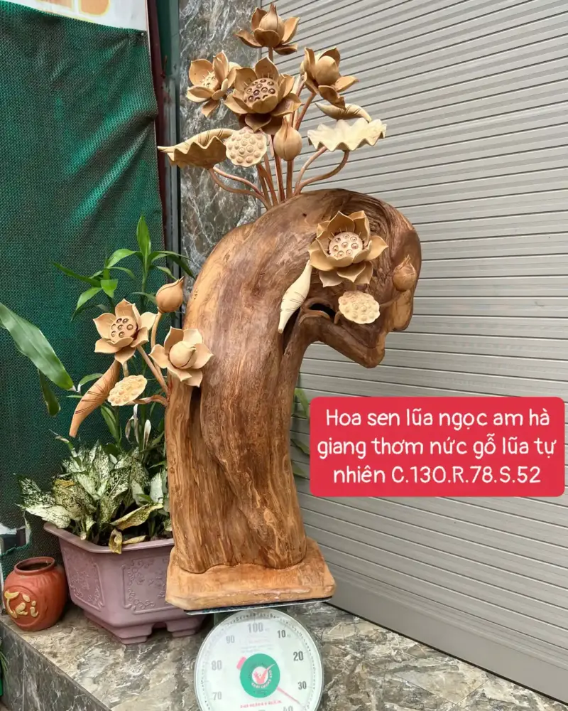 hoa-sen-lua-G5681-1 Hoa Sen Lũa Ngọc Am Hà Giang Thơm Nức Bông To Vip G5681