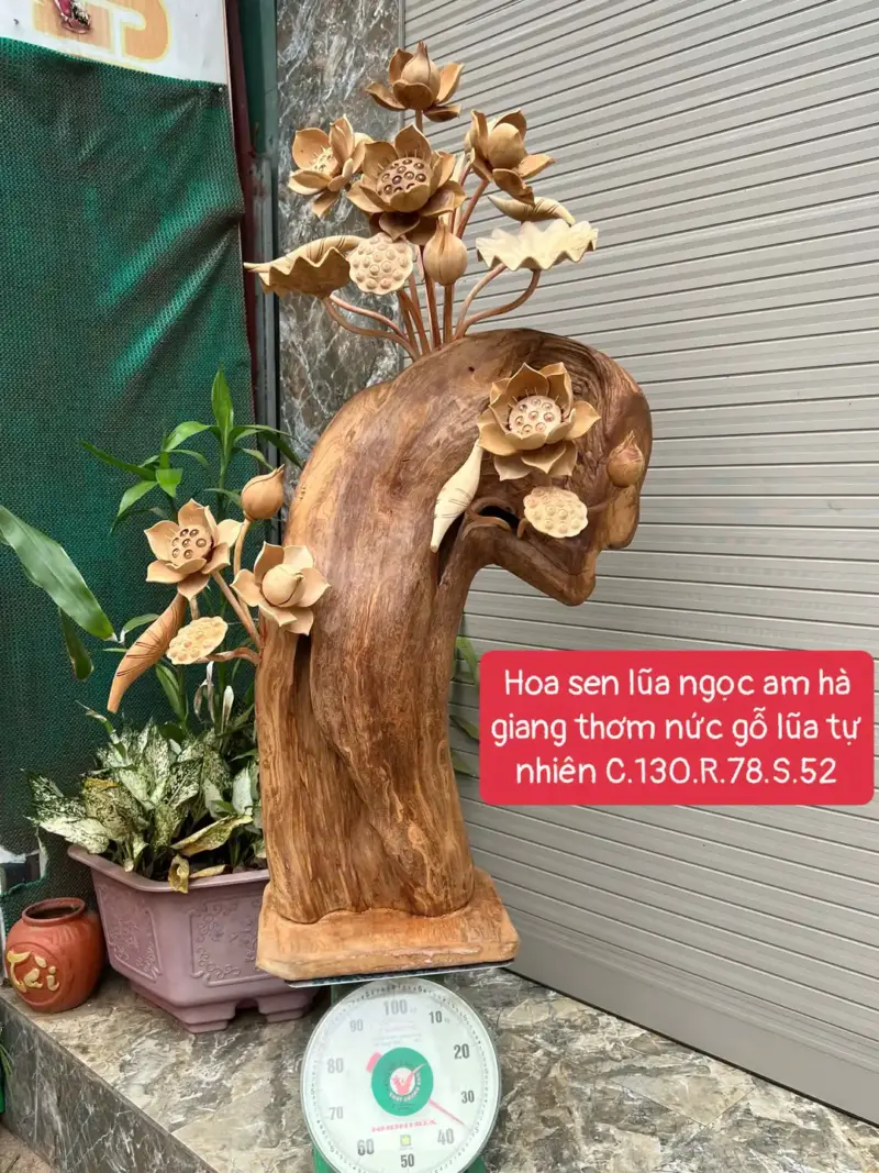 hoa-sen-lua-G5681-1 Hoa Sen Lũa Ngọc Am Hà Giang Thơm Nức Bông To Vip G5681